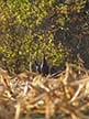 Curious Turkeys